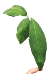Anthurium Microphyllum nr 1