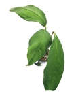 Anthurium Microphyllum nr 1