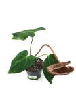 Anthurium magnificum big nr1