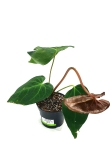 Anthurium magnificum big nr1