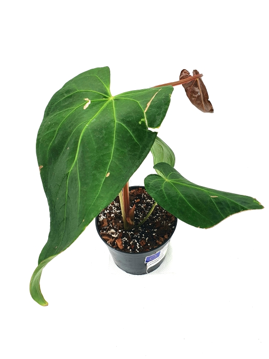 Anthurium magnificum big nr1