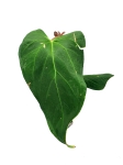 Anthurium magnificum big nr1