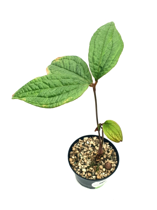 Anthurium arisaemoides