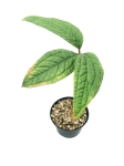 Anthurium arisaemoides