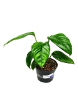 Monstera lechleriana