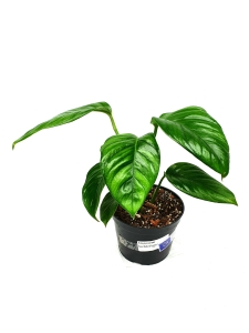 Monstera lechleriana