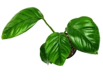 Monstera lechleriana