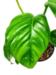 Monstera lechleriana