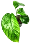 Monstera lechleriana
