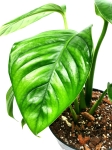 Monstera lechleriana