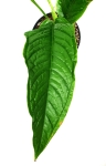 Anthurium cuspidatum amazonas nr 1