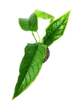 Anthurium cuspidatum amazonas nr 1