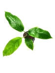Anthurium cuspidatum amazonas nr 2