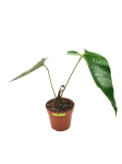 Anthurium effusilobum nr 2