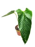 Anthurium effusilobum nr 2