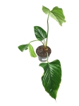 Philodendron rubrocinctum platinum