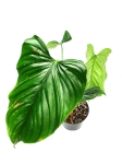 Philodendron rubrocinctum platinum