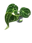 Anthurium forgetii white stripes nr 1
