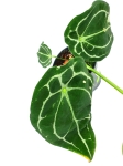Anthurium forgetii white stripes nr 1