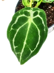 Anthurium forgetii white stripes nr 1