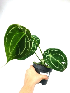 Anthurium forgetii white stripes 