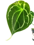 Anthurium forgetii white stripes nr 1