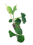 Philodendron roseocataphyllum (montanum) nr2