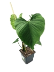 Philodendron roseocataphyllum (montanum) nr2