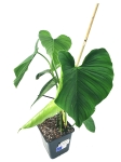 Philodendron roseocataphyllum (montanum) nr2