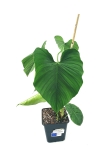 Philodendron roseocataphyllum (montanum) nr2