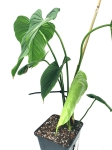 Philodendron roseocataphyllum (montanum) nr2