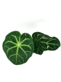 Anthurium magnificum verde