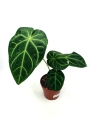 Anthurium magnificum verde