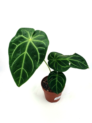 Anthurium magnificum verde
