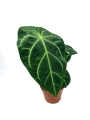 Anthurium magnificum verde