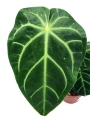 Anthurium magnificum verde