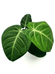 Anthurium villeanorum