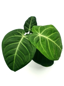 Anthurium villeanorum