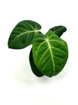 Anthurium villeanorum