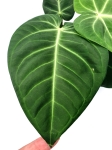 Anthurium villeanorum