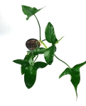  Philodendron sagittifolium