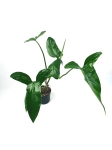  Philodendron sagittifolium