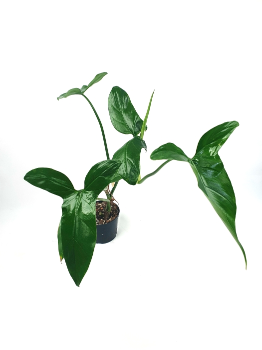  Philodendron sagittifolium