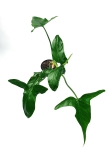  Philodendron sagittifolium