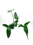  Philodendron sagittifolium