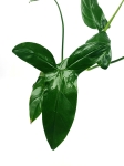  Philodendron sagittifolium