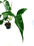  Philodendron sagittifolium