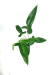 Anthurium argyrostachyum type