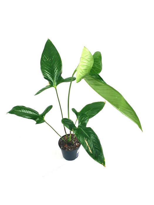Anthurium argyrostachyum type