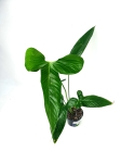 Anthurium argyrostachyum type